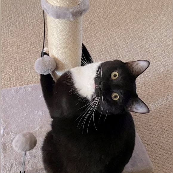 🐱 Join us for NWT share on Tuesdays, Wednesdays, Thursdays and Sundays 👩🏻🦰 - Picture 10 of 16